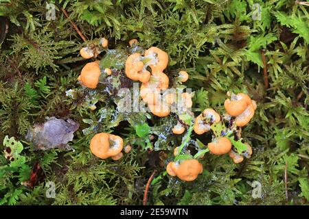 Albicocca slime stampo, Fuligo muscorum Foto Stock