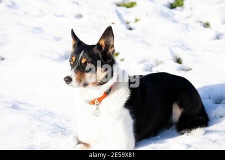 Collie di bordo tricolore che giace nella neve Foto Stock