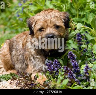 Border terrier cane Foto Stock