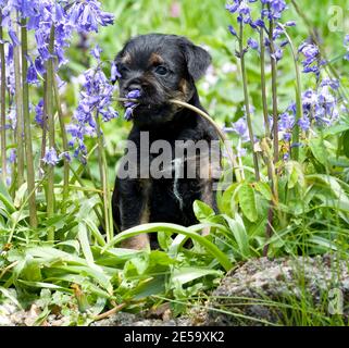 Border terrier cucciolo cane odore di alcuni fiori Foto Stock