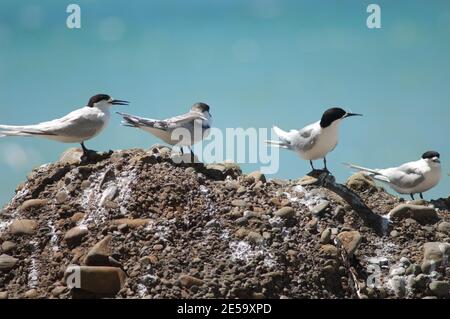 Terns con facciata bianca Striata di Sterna. Adulti e giovani. Capo rapitori Gannet Reserve. Isola del Nord. Nuova Zelanda. Foto Stock