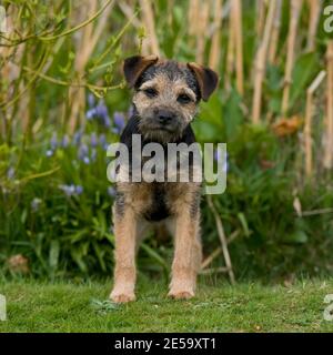 Border terrier cane Foto Stock