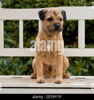 Border terrier cane Foto Stock