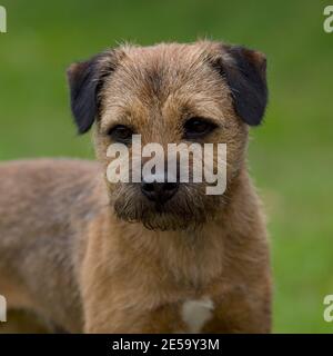 Border terrier cane Foto Stock