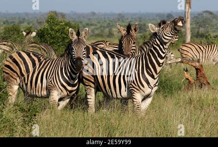 Mandria di zebra che gioca intorno e sorridendo mostrando loro denti Foto Stock