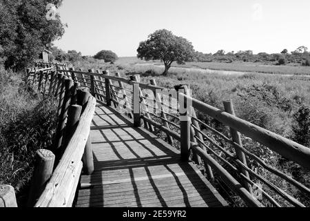 Passerella in legno (passerella) al campo di riposo Lower Sabie nel Kruger National Park Foto Stock