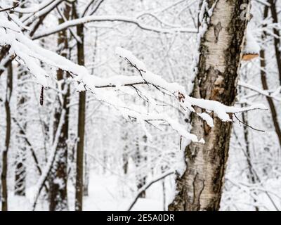 ramo di alberi innevati e vecchia betulla nel parco cittadino innevato sullo sfondo della giornata invernale (mettere a fuoco sui ramoscelli in background) Foto Stock