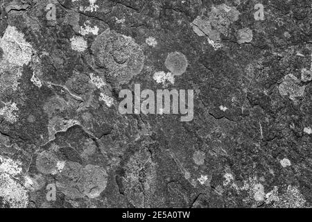 Pietra parete grunge stile textured primo piano sfondo colorato bianco e nero immagine monocromatica con una superficie astratta texture lichen, foto stock Foto Stock