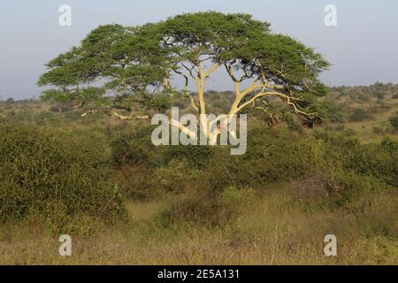 Un albero della febbre matura (Vachellia xanthophloea) Domina il paesaggio nel Parco Nazionale Kruger Foto Stock