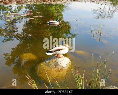 Colpo di closeup di un'anatra in piedi sulla pietra e. dormire nel laghetto Foto Stock