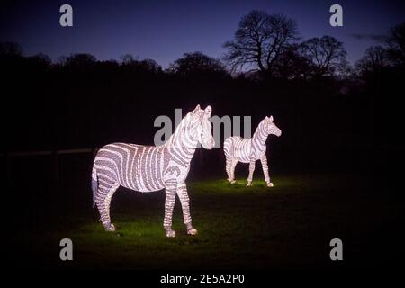 Foresta incantata a Stockeld Park vicino Wetherby zebre illuminate Foto Stock