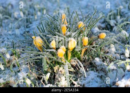 Croci gialli ricoperti di gelo ghiacciato che emergono da A. Prato nel gennaio 2021 freddo inverno Carmarthenshire Galles UK KATHY DEWITT Foto Stock