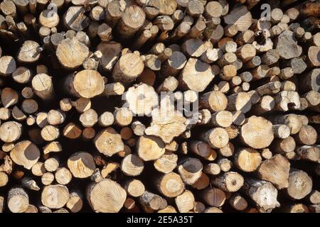 Enormi pile di legno rotondo (mucchio di tronchi, ontano) nella zona forestale mista d'Europa Foto Stock