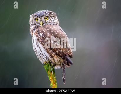 Il Pigmy-owl eurasiatico (Glaucidium passerinum) si trova sulla cima dell'abete rosso in pioggia e neve autunno-inverno mattina. Foreste boree uccello. Serie. 2. Morn Foto Stock