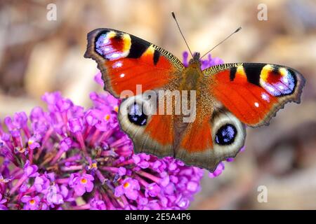 Aglais io Peacock Butterfly Inachis io Butterfly on Buddleia flower Foto Stock