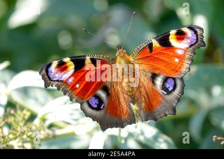 Aglais io Butterfly Inachis io Peacock Butterfly Beautiful Wings with eyes opening Butterfly Insect Butterfly on Flower Summer lilac Butterfly Foto Stock