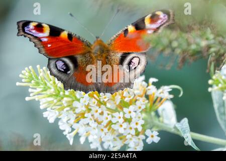 Aglais io Butterfly Inachis io Peacock farfalla su farfalla cespuglio Fiore Buddleja fiore bianco Foto Stock