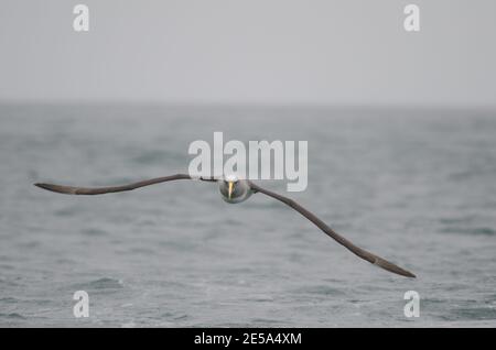 L'albatross di Buller Thalassarca Bulleri. Isola Stewart offshore. Nuova Zelanda. Foto Stock