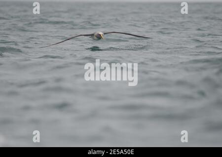 L'albatross di Buller Thalassarca Bulleri. Isola Stewart offshore. Nuova Zelanda. Foto Stock