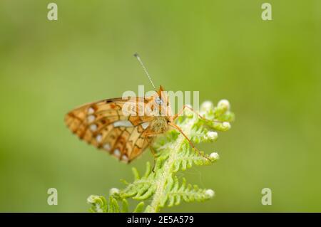 Butterfly, Boloria euphrosye, a riposo a Bracken, Pteridium aquilinum, in Bentley Woods, Hampshire, 2 giugno 2013 Foto Stock