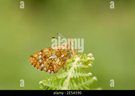 Butterfly, Boloria euphrosye, a riposo a Bracken, Pteridium aquilinum, in Bentley Woods, Hampshire, 2 giugno 2013 Foto Stock