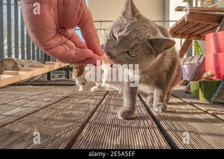 Ritratto di due gatti domestici che mangiano un pezzo di pesce fresco, un gatto grande sullo sfondo, mentre l'altro, il blu russo sta mangiando pazzo di fronte g. Foto Stock