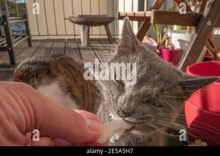 Ritratto di due gatti domestici che mangiano un pezzo di pesce fresco, un gatto grande sullo sfondo, mentre l'altro, il blu russo sta mangiando pazzo di fronte g. Foto Stock