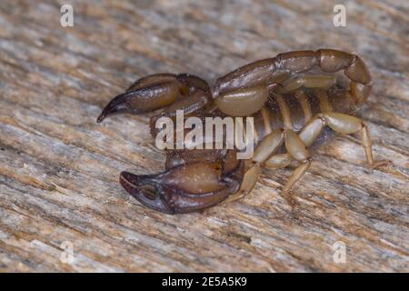 scorpion (Euscorpius spec.), su legno, vista laterale, Croazia Foto Stock