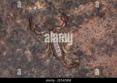 scorpion (Euscorpio spec.), ritratto a lunghezza intera, vista dall'alto, Croazia Foto Stock