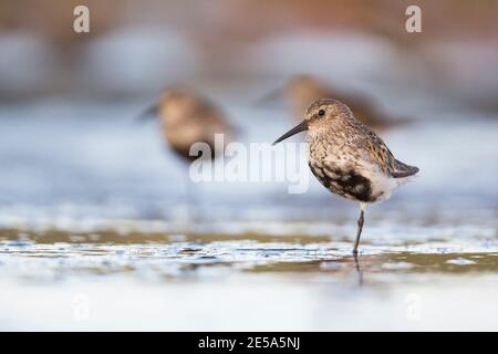 Dunlin (Calidris alpina), dunlin adulti in piumaggio riproduttivo in piedi su una gamba in acque poco profonde, Germania Foto Stock