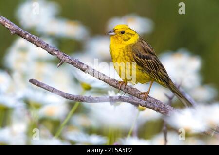 Yellowhammer (Emberiza citrinella), maschio adulto arroccato su una filiale, Francia, Provenza Foto Stock