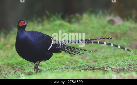 Fagiano mikado (Syrmaticus mikado), endemico delle regioni montane, un uccello nazionale non ufficiale di Taiwan, Taiwan, Dayueshan Foto Stock