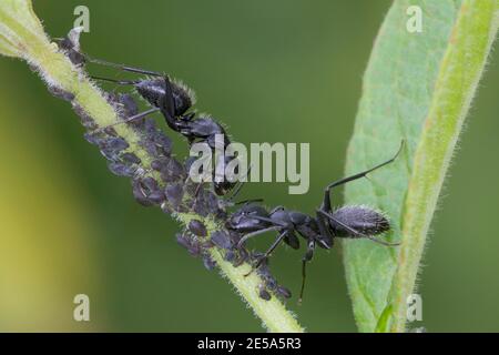 Falegname di quercia (Camponotus vagus), presso una colonia di greenfly, Germania Foto Stock