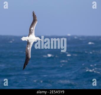 Royal albatross, Southern Royal Albatross (Diomedea epomophora), adulto in volo sul Pacifico meridionale, Nuova Zelanda, isole di Auckland Foto Stock