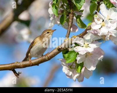 willow Warbler (Phylloscopus trokillus), maschio seduto su un albero di mele in fiore, Paesi Bassi, Schiermonnikoog Foto Stock