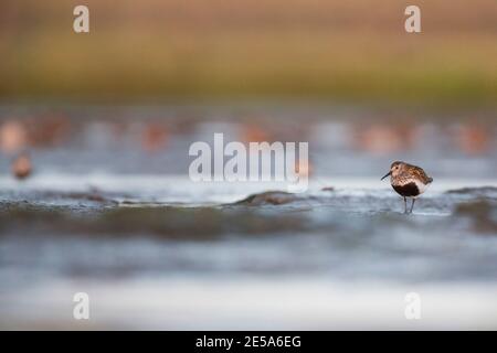 dunlin (Calidris alpina), Adulti in allevamento plumage alla ricerca di cibo sul lungomare, Germania Foto Stock