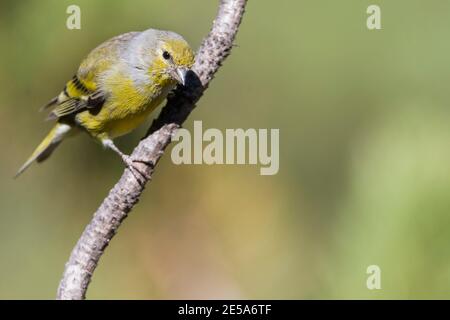 Citril finch (Carduelis citrinella, Serinus citrinella), maschio di primo inverno arroccato su una filiale, in Svizzera Foto Stock