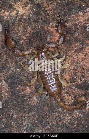 scorpion (Euscorpio spec.), ritratto a lunghezza intera, vista dall'alto, Croazia Foto Stock