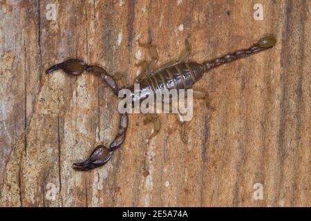 scorpion (Euscorpius spec.), su legno, vista dall'alto, Croazia Foto Stock