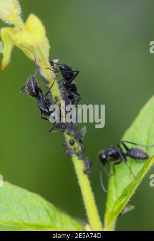 Falegname di quercia (Camponotus vagus), presso una colonia di greenfly, Germania Foto Stock