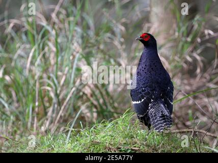 Fagiano mikado (Syrmaticus mikado), endemico delle regioni montane, un uccello nazionale non ufficiale di Taiwan, Taiwan, Dayueshan Foto Stock