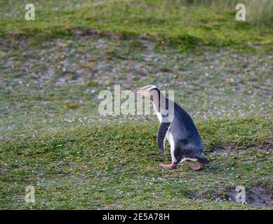 Pinguino dagli occhi gialli, Hoiho (antipodi Megadyptes), camminando su un pendio coperto d'erba lungo la spiaggia, la Nuova Zelanda, le isole di Auckland, l'isola di Enderby Foto Stock