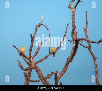 Piccione verde a zampe gialle, piccioni verdi a zampe gialle (Treron phoenicoptera), due piccioni verdi a zampe gialle arroccati su un albero morto, India, Foto Stock