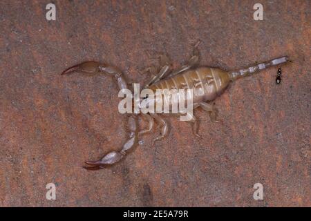 scorpion (Euscorpio spec.), ritratto a lunghezza intera, vista dall'alto, Croazia Foto Stock