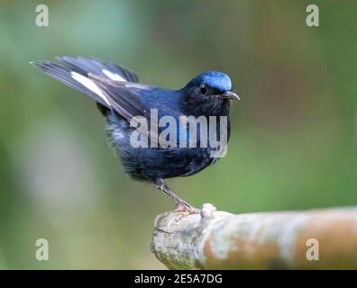 Robin blu dalla coda bianca (Myiomela leucuura, Cinclidium leukerum), maschio arroccato su una ringhiera, Cina, Provincia di Guangxi Foto Stock