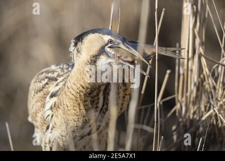 Ritratto di Bittern (Botaurus stellaris) circa inghiottire il pesce catturato Foto Stock