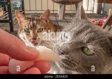 Ritratto di due gatti domestici in competizione per un pezzo di pesce fresco, un gatto grande sta guardando la gelosia sullo sfondo, mentre l'altro, blu russo è Foto Stock