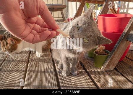 Ritratto di due gatti domestici che mangiano un pezzo di pesce fresco, un gatto grande sullo sfondo, mentre l'altro, blu russo sta mangiando pazzo in frontgr Foto Stock