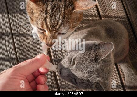 Ritratto di due gatti domestici che mangiano un pezzo fresco di pesce, un gatto maschio grande e l'altro, blu russo, femmina più piccolo, primo piano, dettagli. Foto Stock