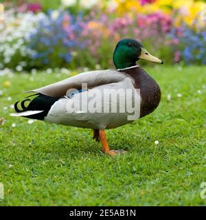 drake di mallard anatra Foto Stock